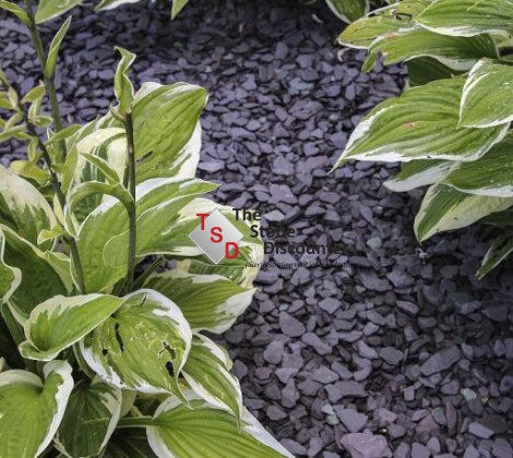 Canadian Slate Violet 10-30 mm sfeerfoto