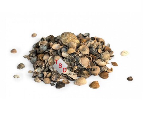 Schelpen productfoto droog