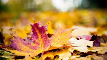 Herfstbladeren in de tuin