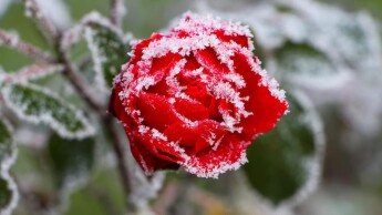 Welke gevolgen heeft vorst voor de tuin?