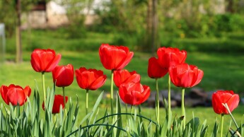 Bloembollen