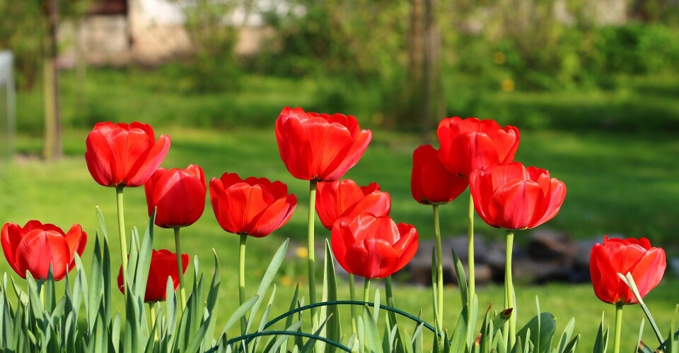 Tulpen in een tuin.jpg