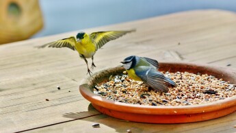 Vogels in de tuin