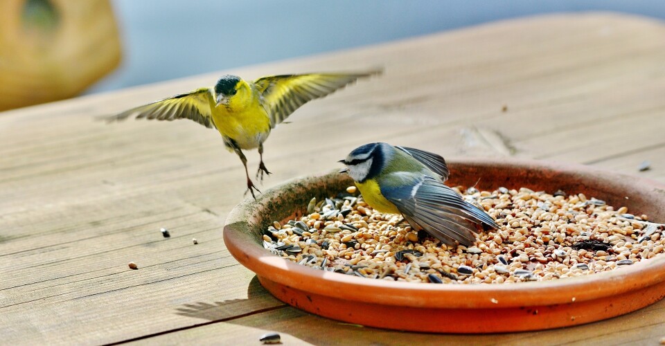 Vogels in de tuin.jpg