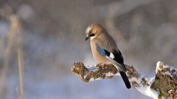 Vogeltuin